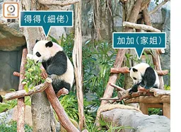港產大熊貓龍鳳胎今迎兩歲生日　明年新館建成姊弟將分居