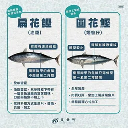 都是鰹魚怎麼分辨？2張圖卡一看秒懂 料理方式大不同
