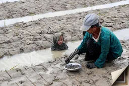 视线｜超强厄尔尼诺或破1950年纪录，威胁约4900万人粮食安全