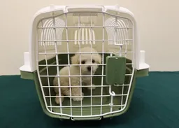落馬洲拘入境男旅客　檢懷疑非法進口活犬
