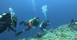 台歌手潜水遇袭，危险的中产运动